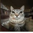 GooberCrew-GoobiePack icon