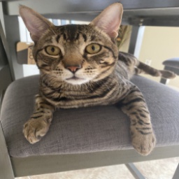 GooberGaming-Lethal_Goober icon