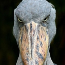 Gungus-Gungus_Modpack icon