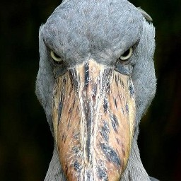 Gungus-Gungus_Modpack icon