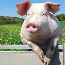 Guziec-Norbert_swinia icon