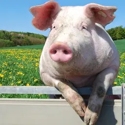 Guziec-Norbert_swinia icon