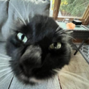 HNH-Wethal_Cwompany icon