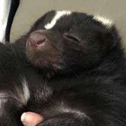 Haavex-EvlanGothWicker icon