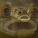 HanniSquad-SulfMod1 icon