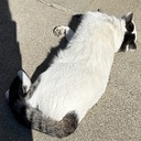 HeadQuarters-GoofyAhh icon