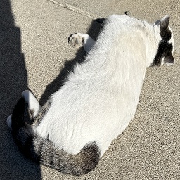 HeadQuarters-GoofyAhh icon