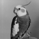 Herocayman-Nig_Inc icon