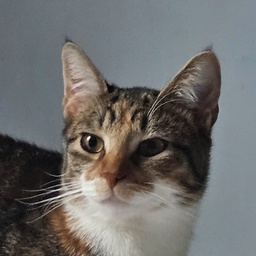 Hypnosian-Modpack icon