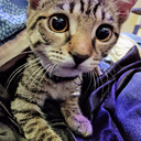 IchiGoNi-IchiGoNiFriendPets icon