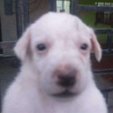 InternetFriends-ELEVATE icon