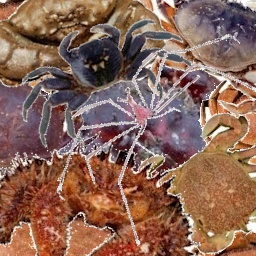 JBOC-JustABunchOfCrabs icon