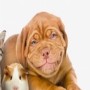 JakeDexterrr-JankDexter_Modpack icon