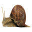 Japes-BurningMemoryOfAnImmortalSnail_JapesEdit-1.0.1 icon