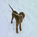 Jehad-Snoxypack icon