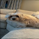 Jewiecalvi3-Jewie_Society_Paintings icon