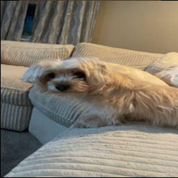 Jewiecalvi3-Jewie_Society_Paintings icon