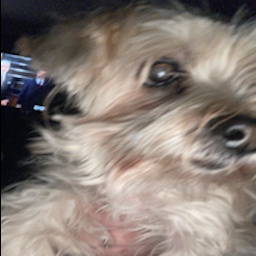 Jewiecalvi3-Jewie_Society_Posters icon