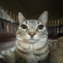 Jimminy-Johns_Insane_Pack icon