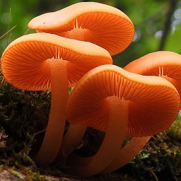 Jishwasha-MushroomKickPlug icon