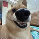 JoyWoof-packsforfun icon