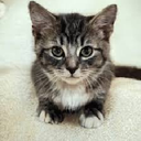 Jvleczxa-Wiesia_om_om icon