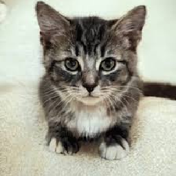 Jvleczxa-Wiesia_om_om icon