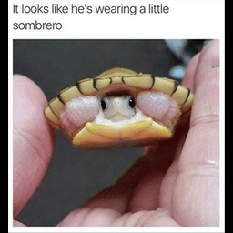 KGCWW-FrensPeak icon