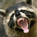 KaptainKiddKooper-KaptainKiddKoopersSpecialLittleModpack icon