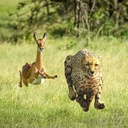 Karlos-MeijnekenMonster icon