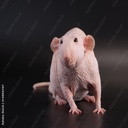 Kiepski-Kiepski_sounds icon