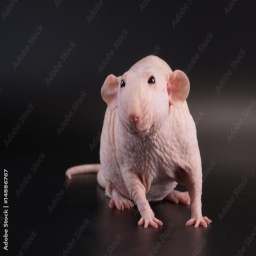 Kiepski-Kiepski_sounds icon