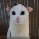 Kittenception-NyagrosMinecraftMap icon