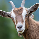 Kojiwoji-REPOKojiWojiAmmo icon