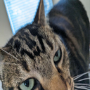 KomradeKait-YeehawPack icon