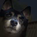 KonyDog-randomkonysounds icon