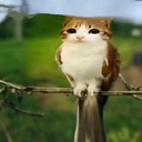 Kowo-mynamejeff icon