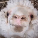 Kr8-Risiee_Fun_Pack icon