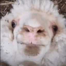 Kr8-Risiee_Fun_Pack icon