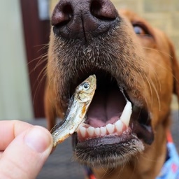 Krog-noahs_fair_modpack icon