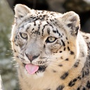 LC_Fluff-FuzzyMods icon