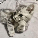 Lassesjov-Fluffy_Furry_Friends_Avatars icon