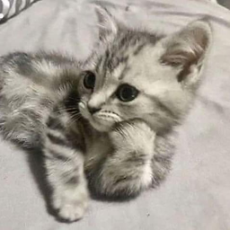 Lassesjov-Fluffy_Furry_Friends_Avatars icon