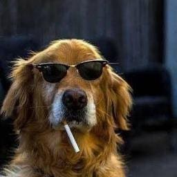 LateNighties-K9_Fury icon