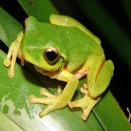 Lavender_Ltd-Frog_Lib icon