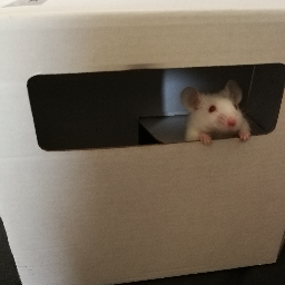 Les_Zouaves-Zouaves_finest_cooking icon