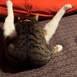 Lethal_Lads-LethalPetz icon