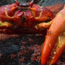 Lieutenant_Crab-Crab_Modpack icon