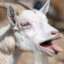 Lokhi-AirHorn_GoatScream icon