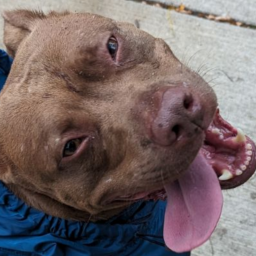 Long_Shot-Folkvang icon